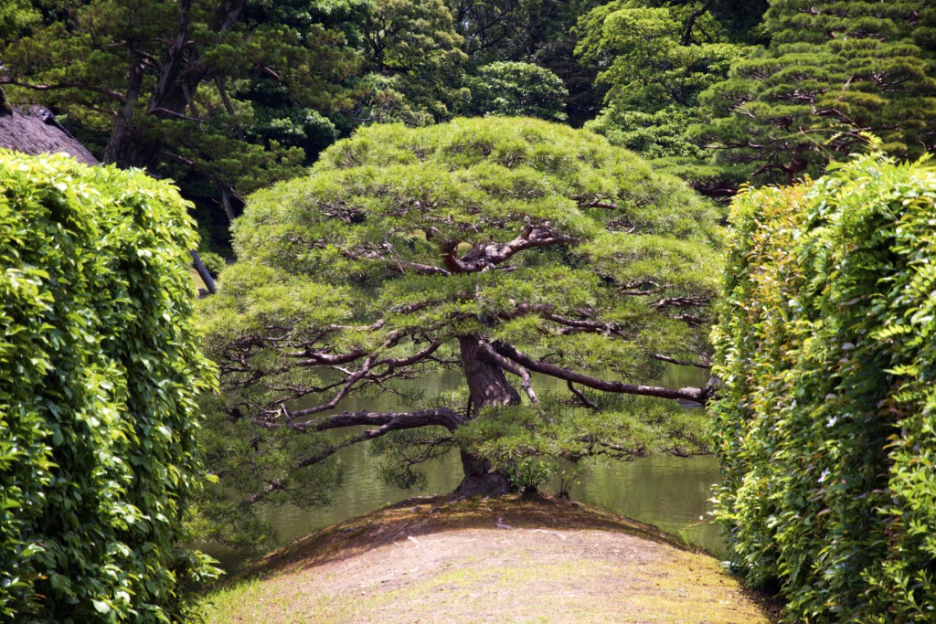Katsura Villa pine tree