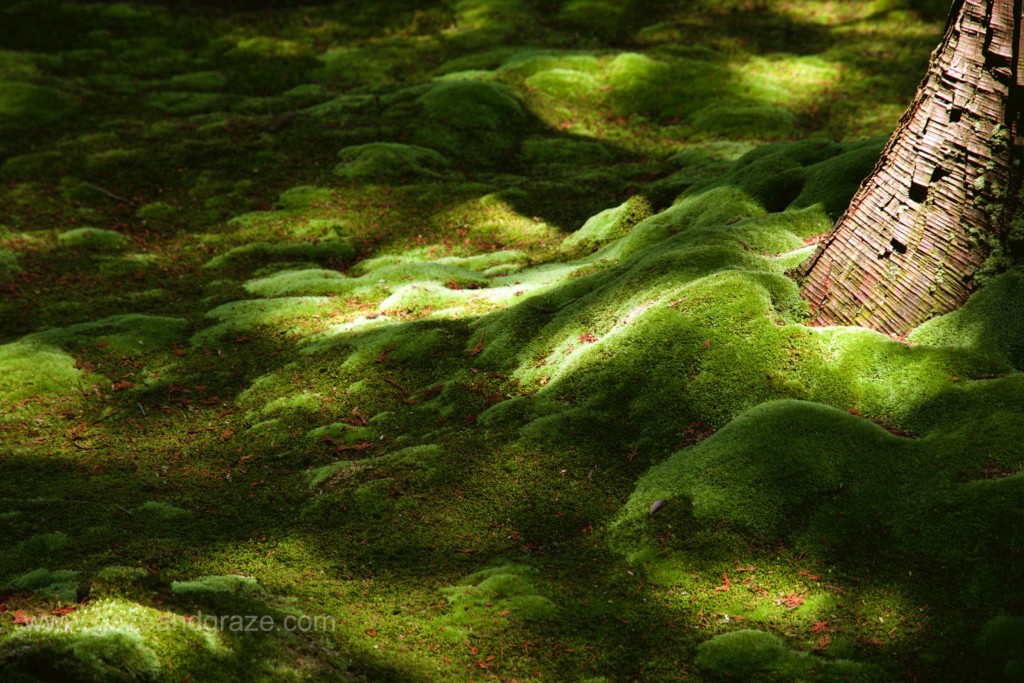 Kokedera, Kyoto's moss temple
