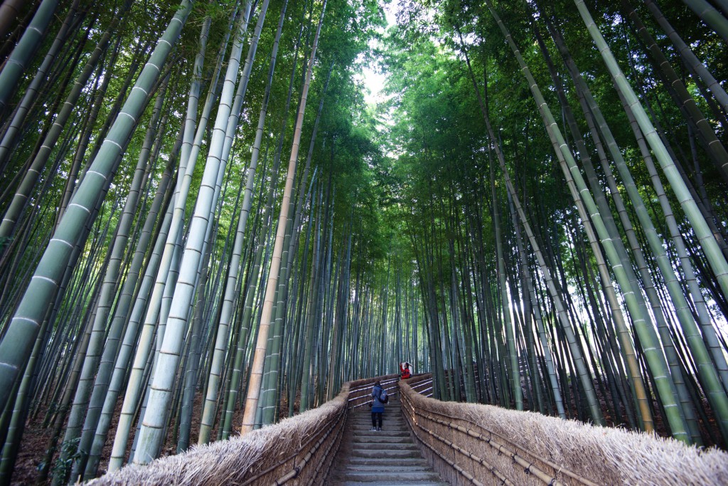 Arashiyama bamboo forest