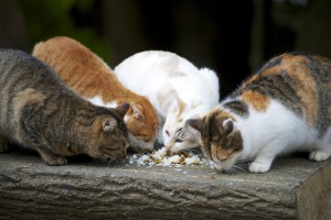 Gazing and grazing cats