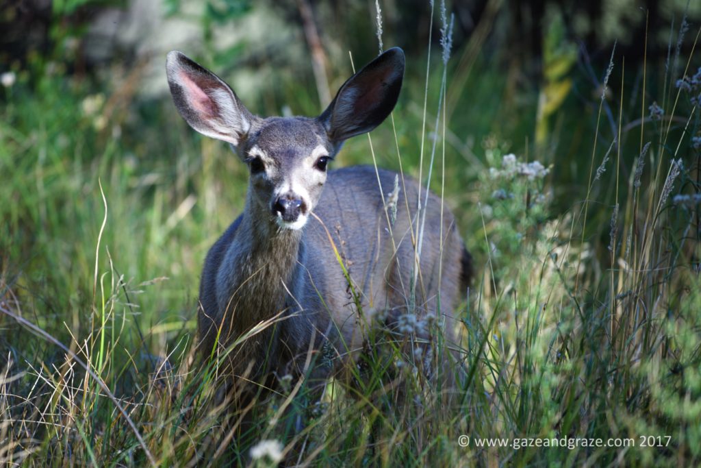 Deer in Yosemite National Park