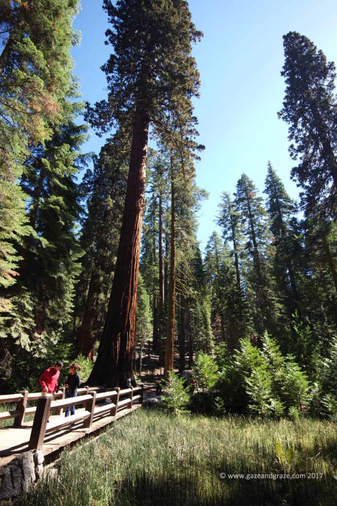 Yosemite's tall trees