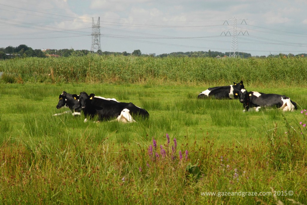 Waterland