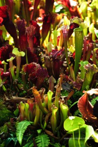 Tropical Pitcher plants