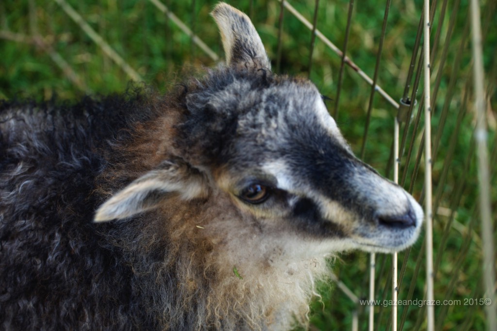 Icelandic sheep pet