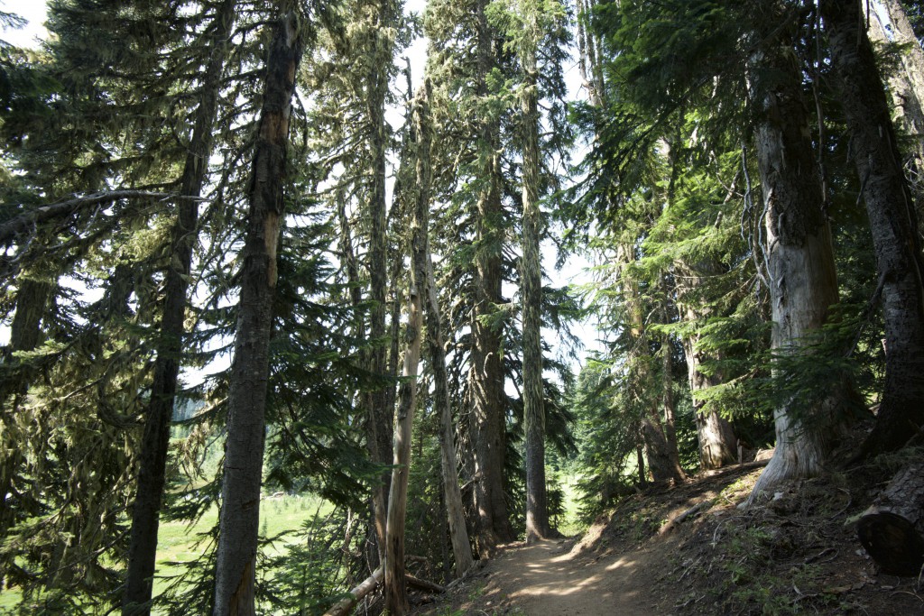 Nice walk on Mt. Rainier