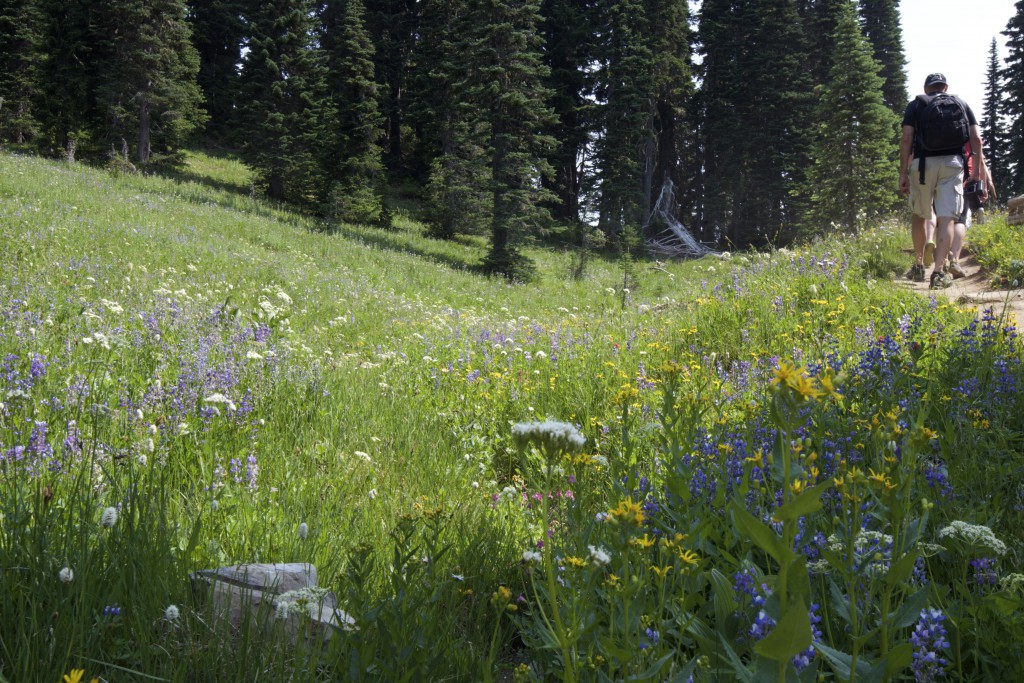 Alpine flowers on Mt. Rainier