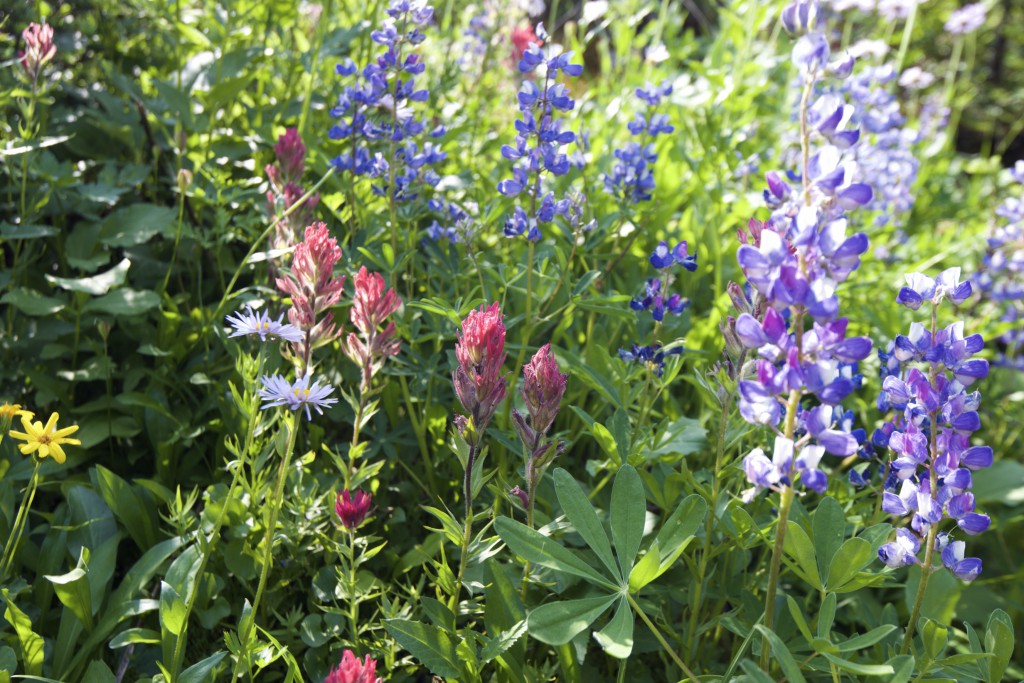 Naches Peak Loop Trail