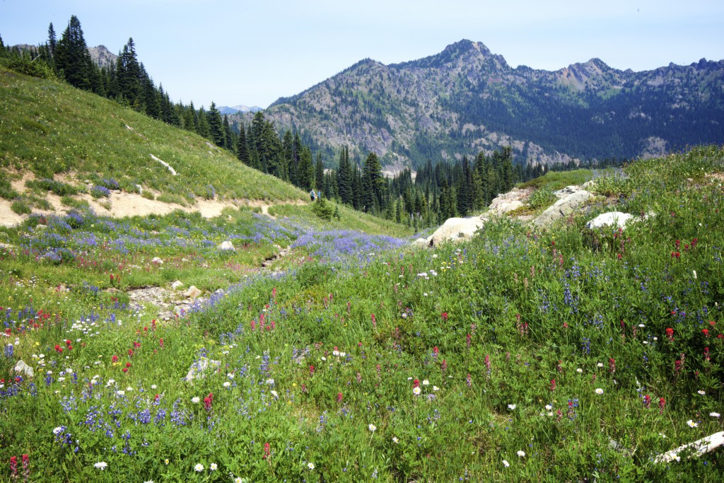 Nice walk on Mt. Rainier
