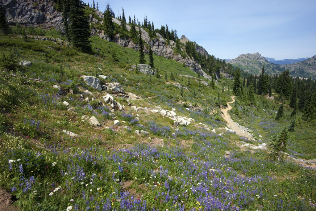 Nice walk on Mt. Rainier