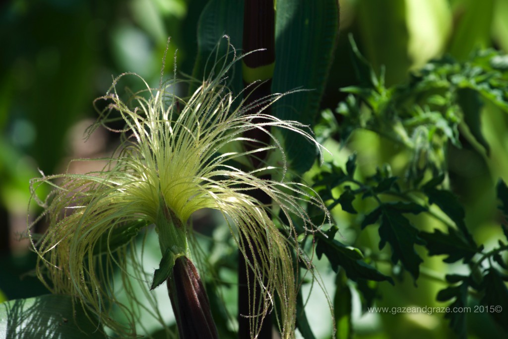 Beacon Food Forest