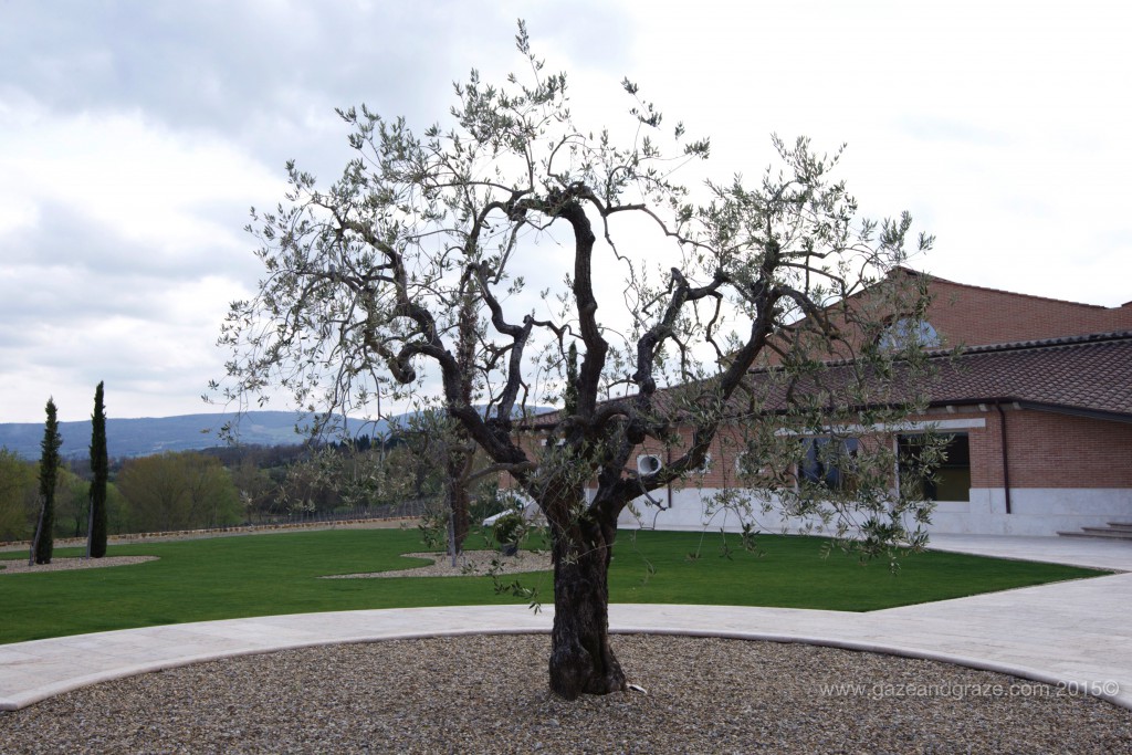 Carpinetto's Montepulciano winery