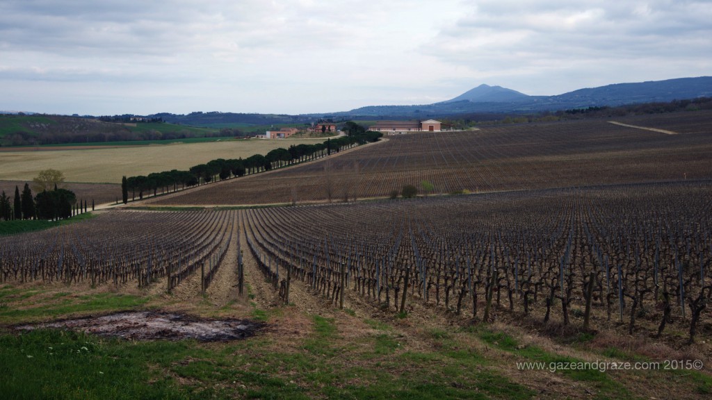 Carpineto view