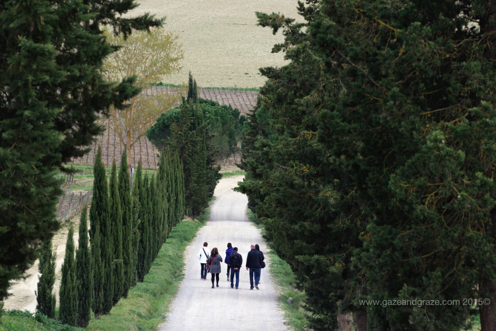Carpineto's row of trees surround a lane