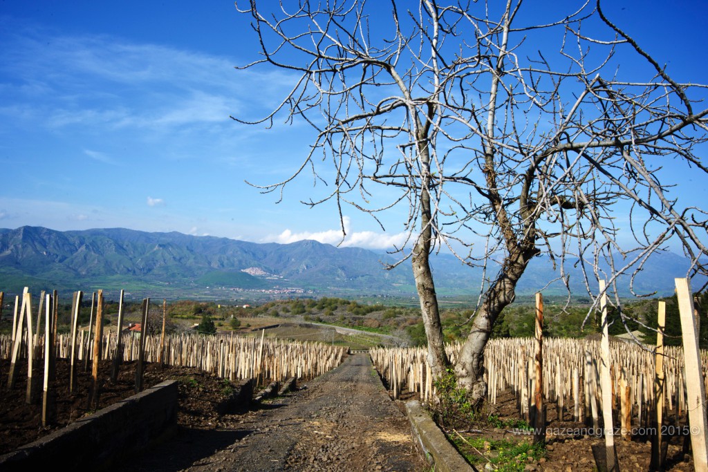 Cusumano Alta Mora vines