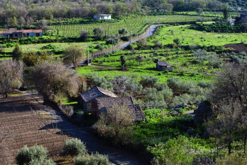 Mt. Etna's vineyards