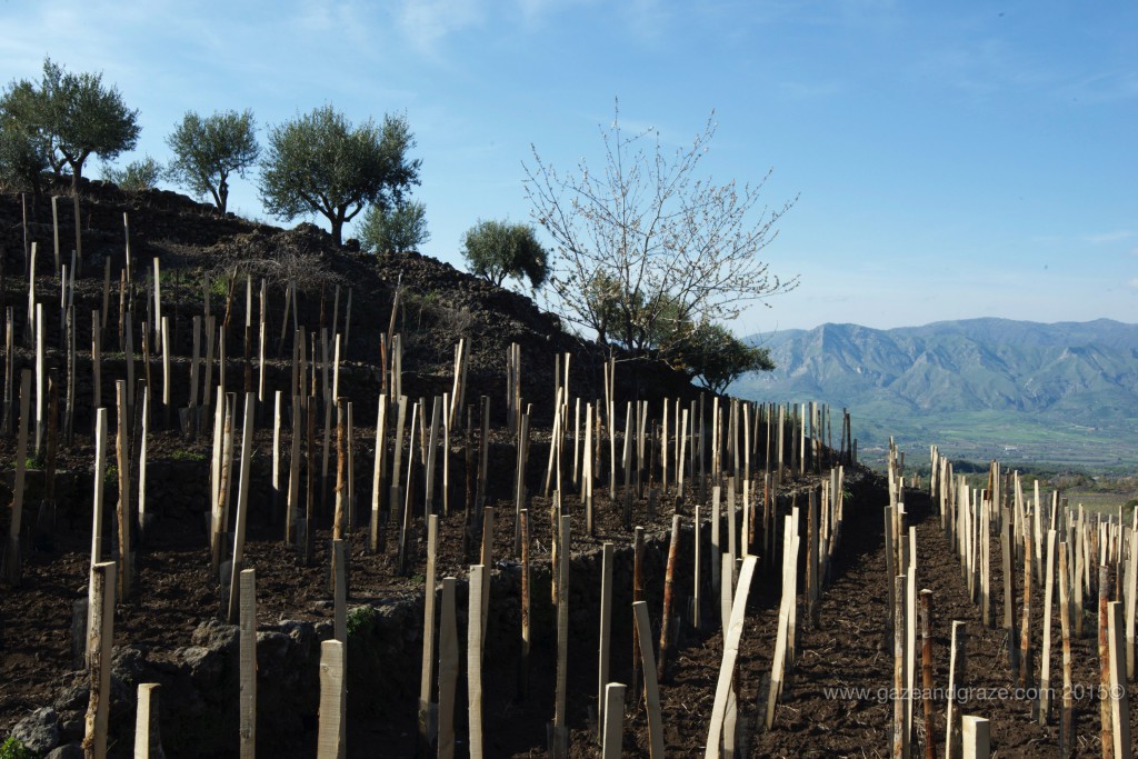 Cusumano's new Mt. Etna vineyard