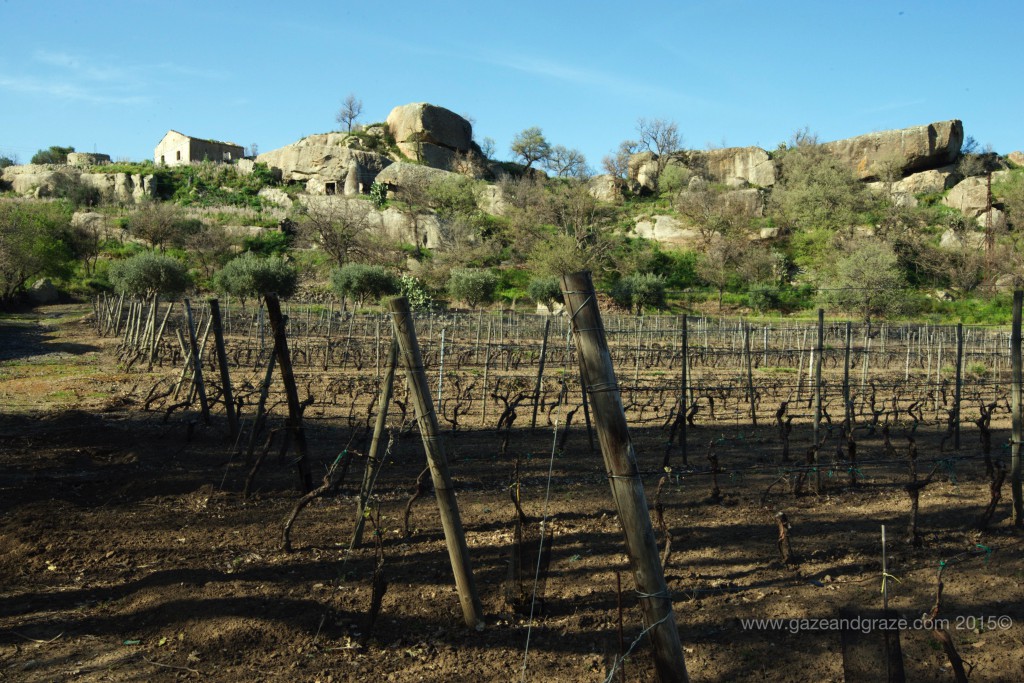 Cusumano's Mt. Etna vineyards