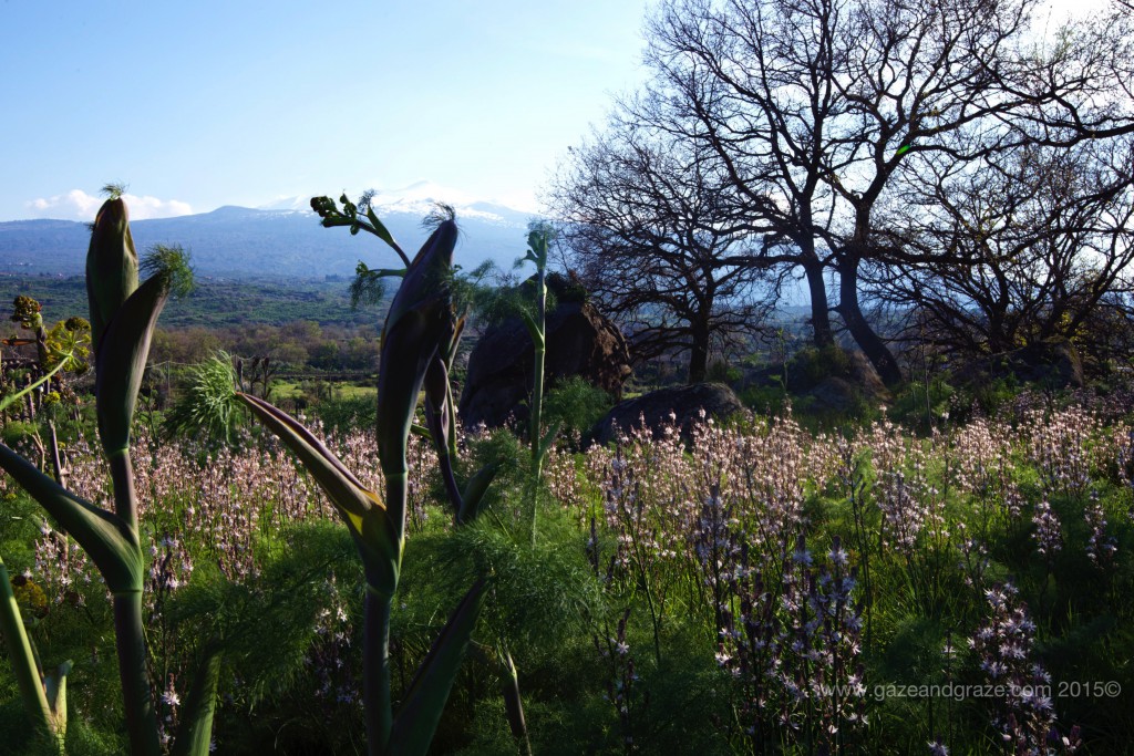 Cusumano Mt. Etna vineyards view
