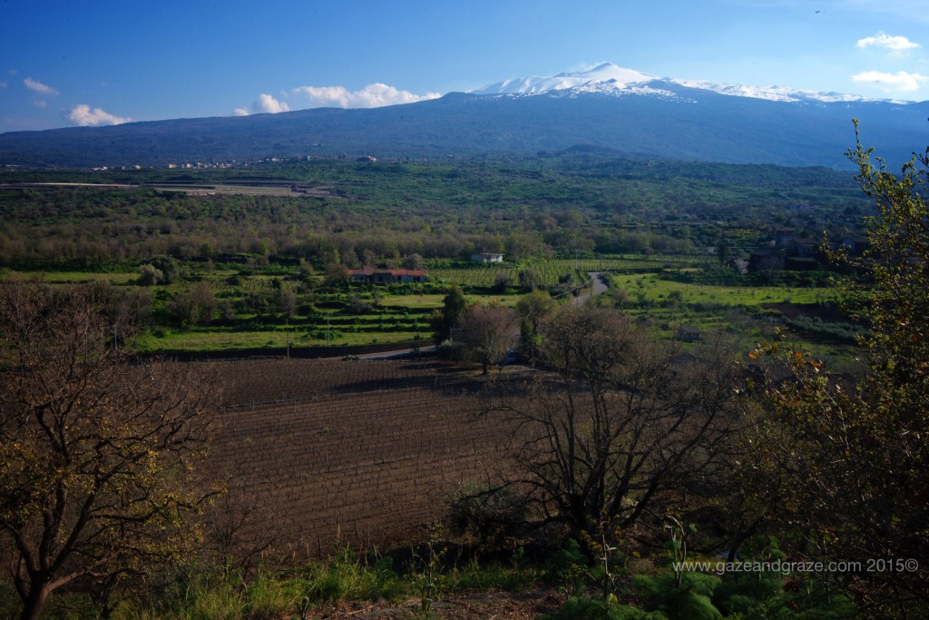 Cusumano Mt. Etna view from its vineyard