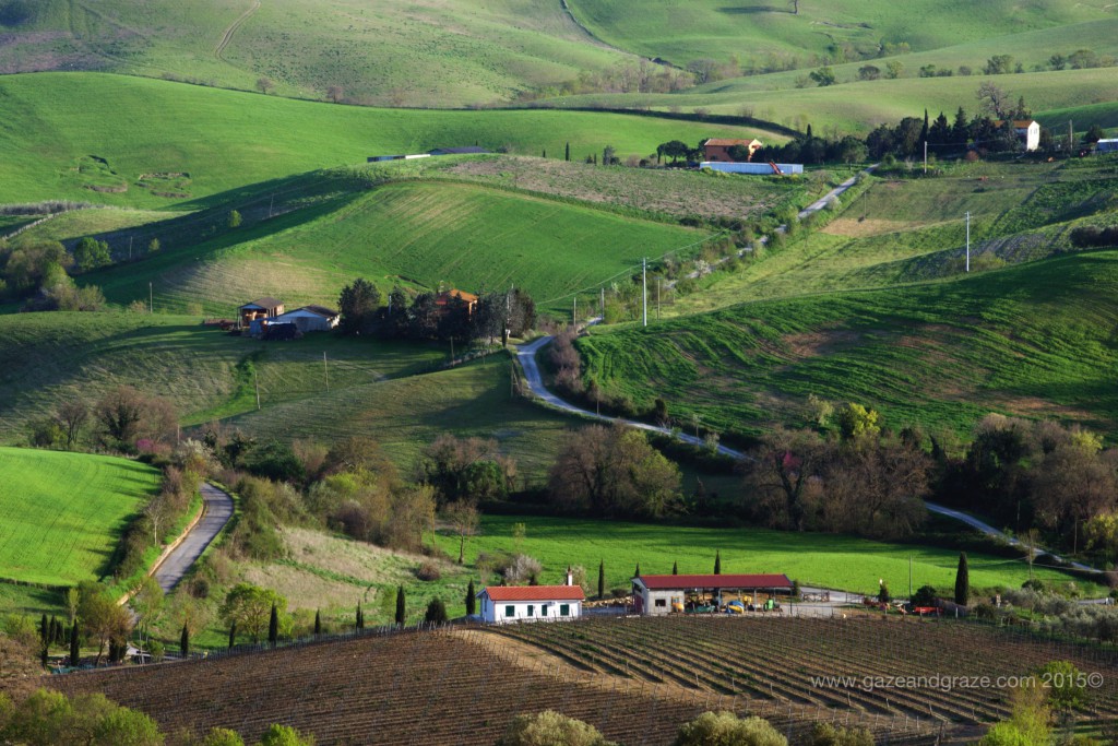 Fattoria Mantellassi's view
