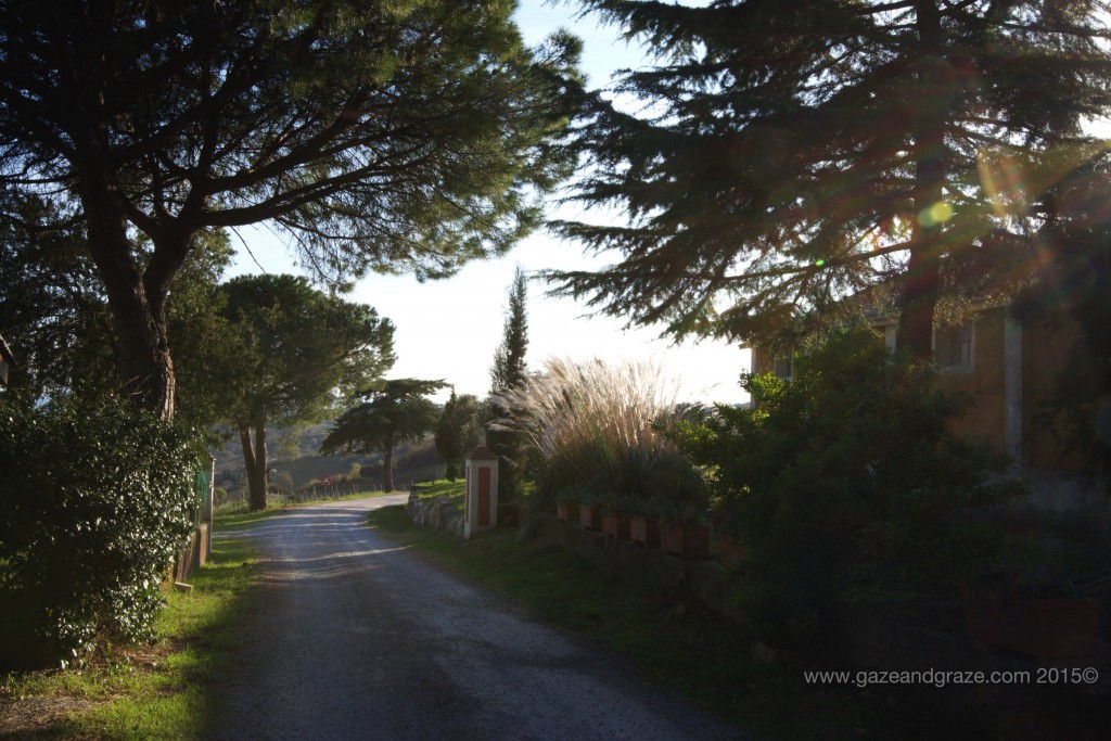 Fattoria Mantellassi's driveway