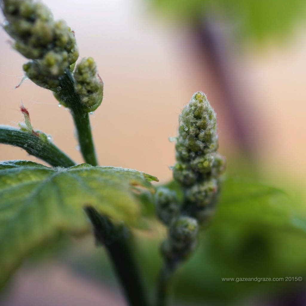 Grape vine baby shoot