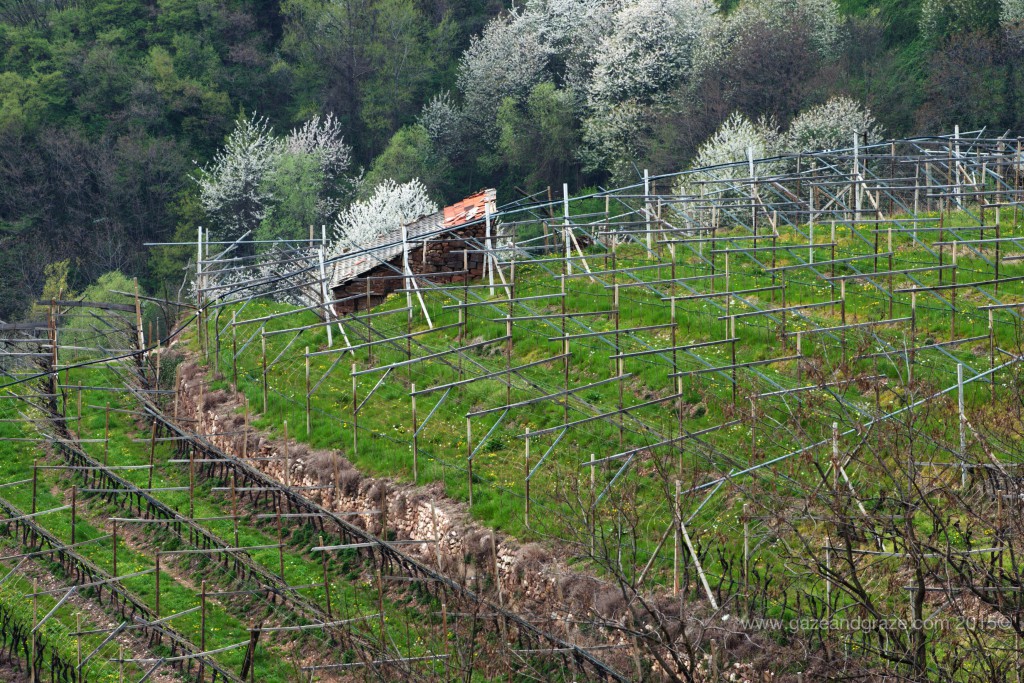 Alto Adige vineyards