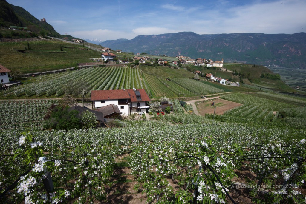Alto Adige apple orchards and vineyards