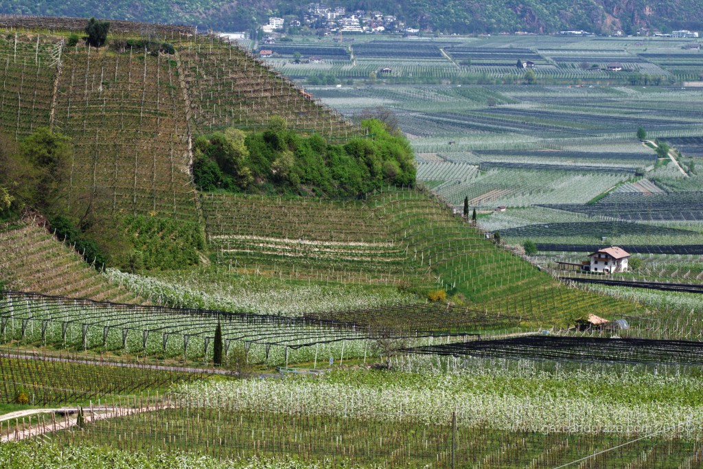Vineyards supplying St. Paul's winery in Alto Adige