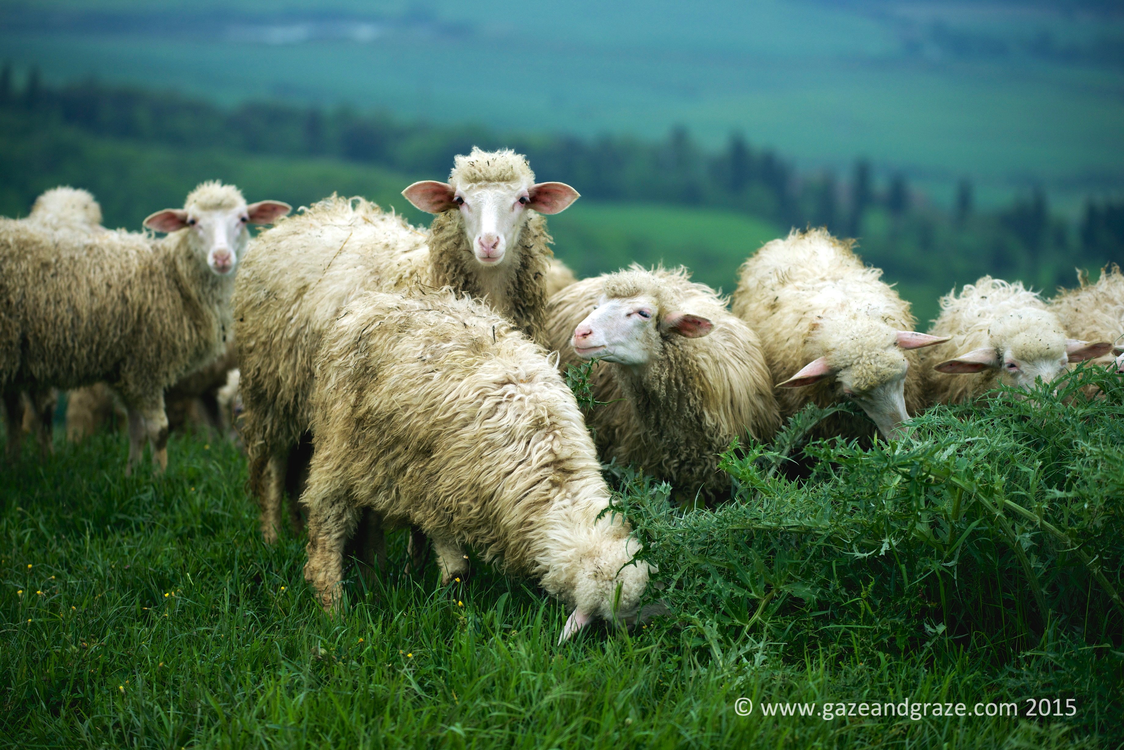 Spring lamb - sheep on a hill in Tuscany
