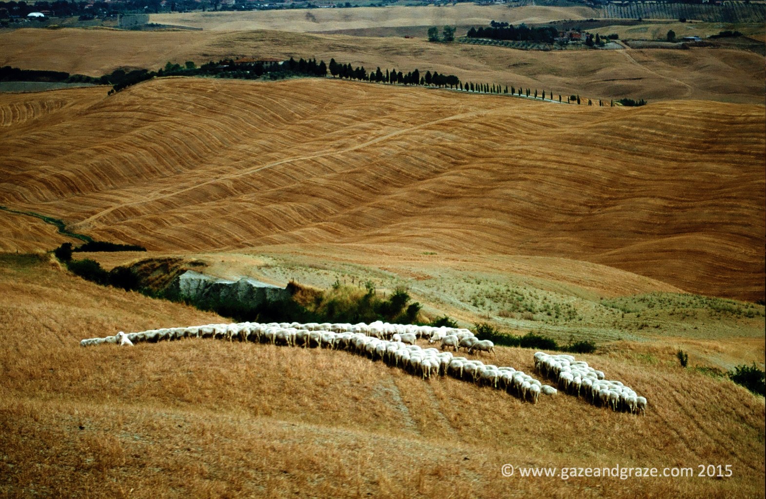 Val d'Orcia sheep