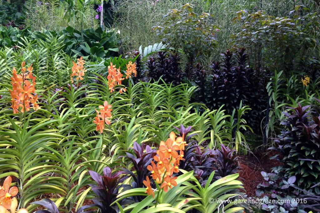 Singapore orchids