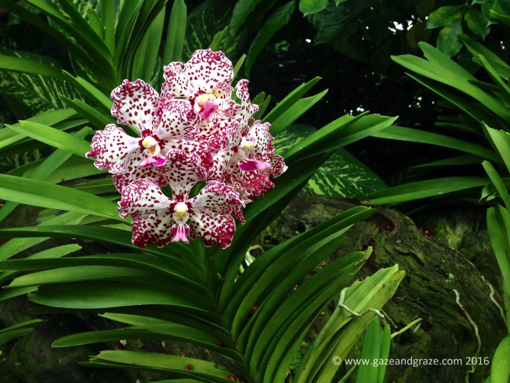 William and Kate orchid