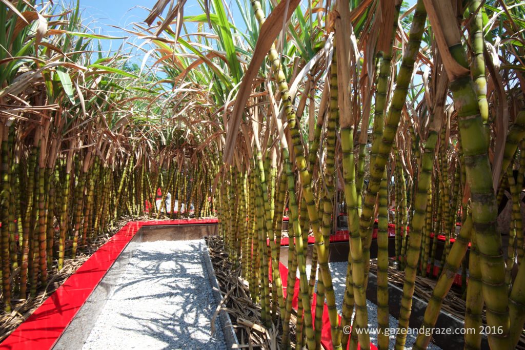 Designer garden - unique maze with sugarcane