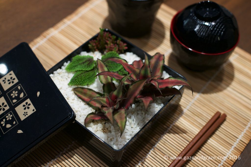 Bento Plant display