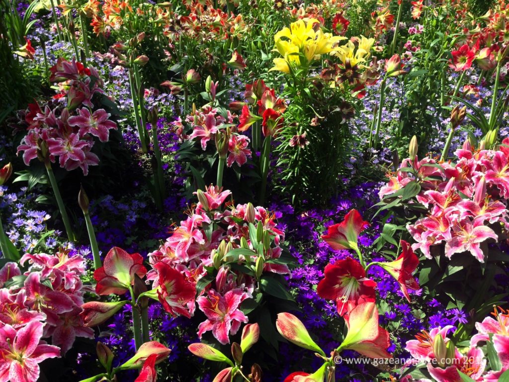 The colourful cacophony of lilies were accompanied by some fun 1960s music