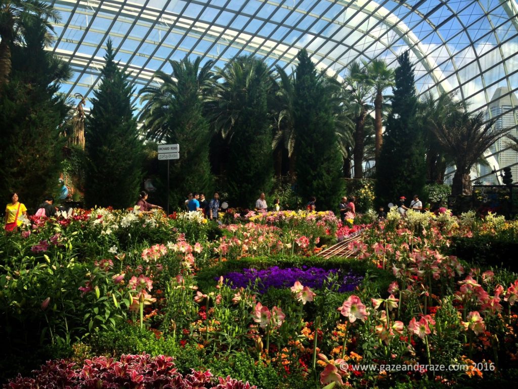 The lilies on the floor of the Flower Dome