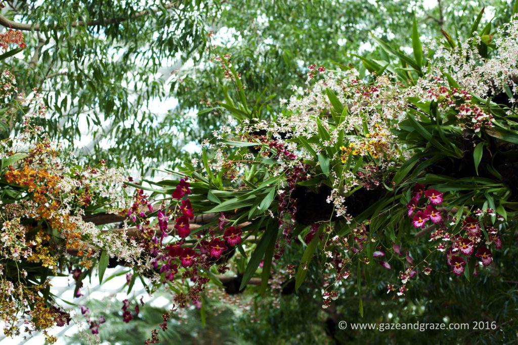 Overhanging orchids - definitely looks like a took a lot of time to put these displays together