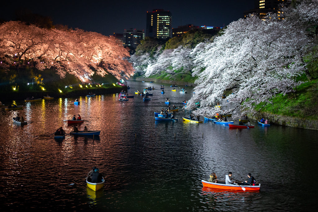 Cherry Blossoms Tokyo