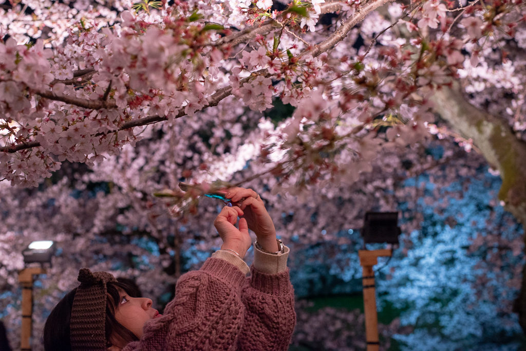 Cherry Blossoms