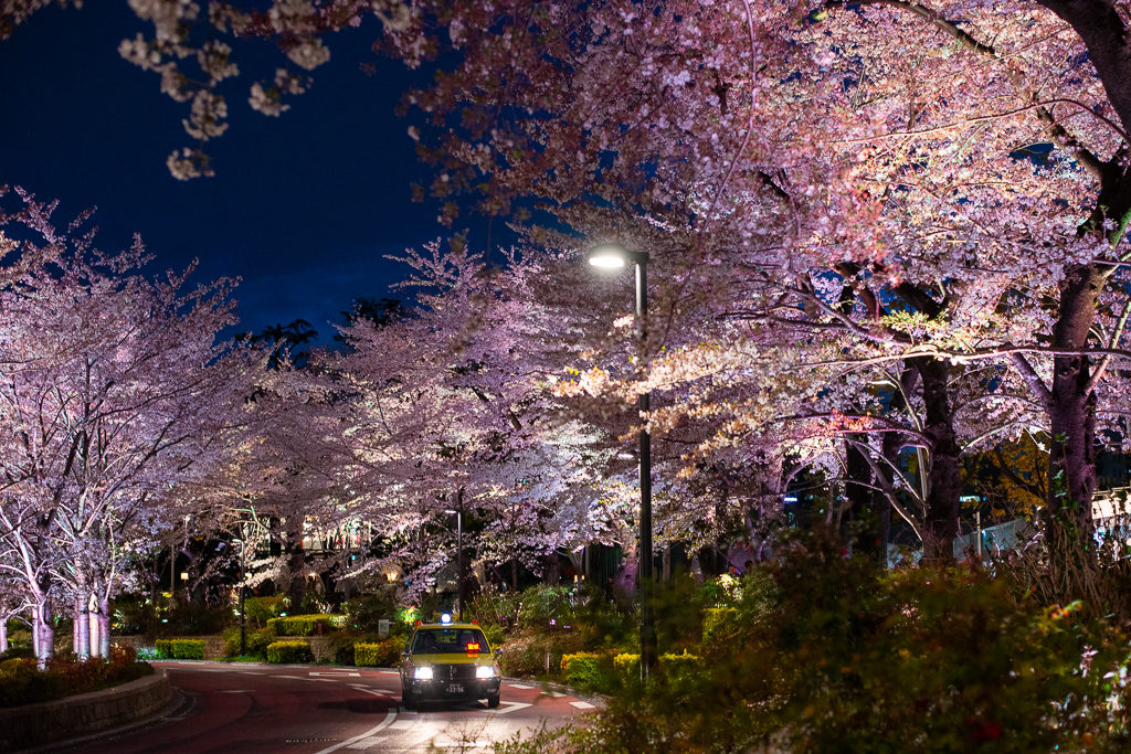 Cherry Blossoms Tokyo
