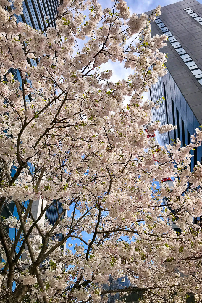 Cherry Blossom blooms