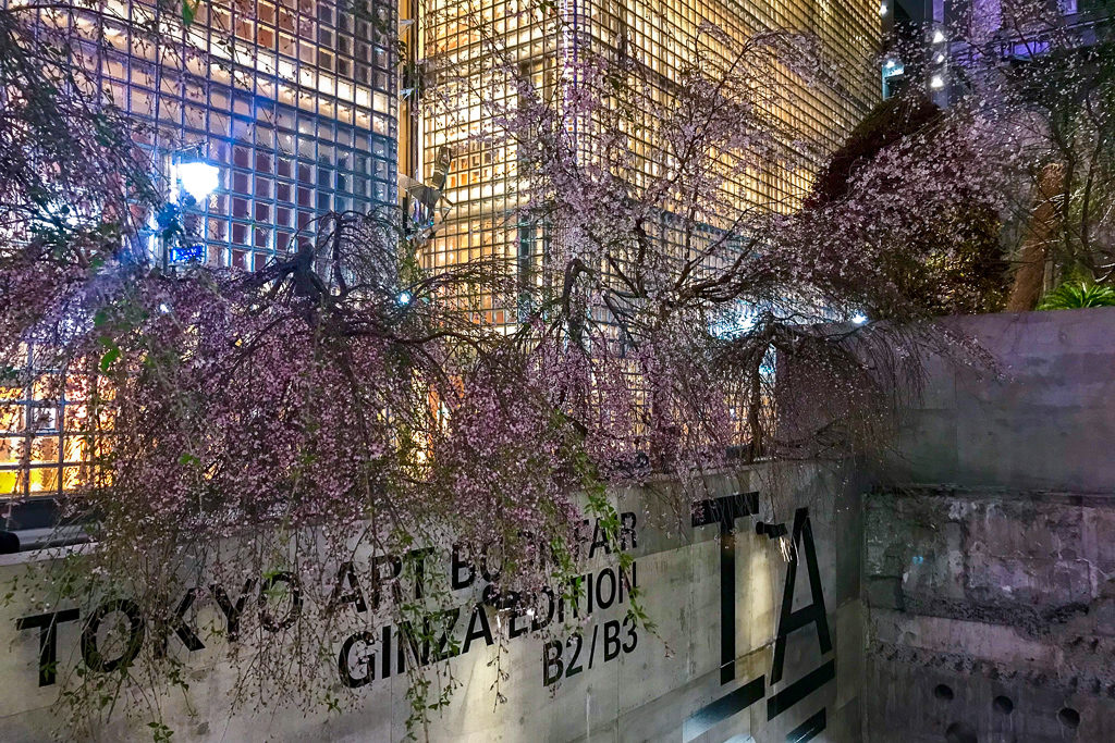 Cherry blossoms bloom