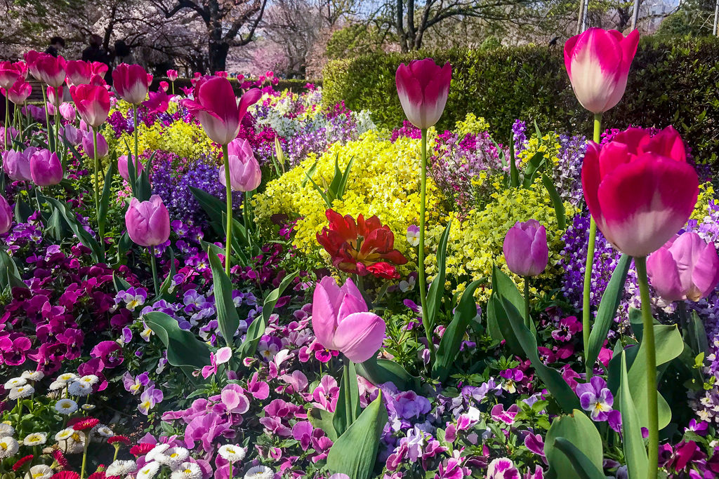 Spring flowers