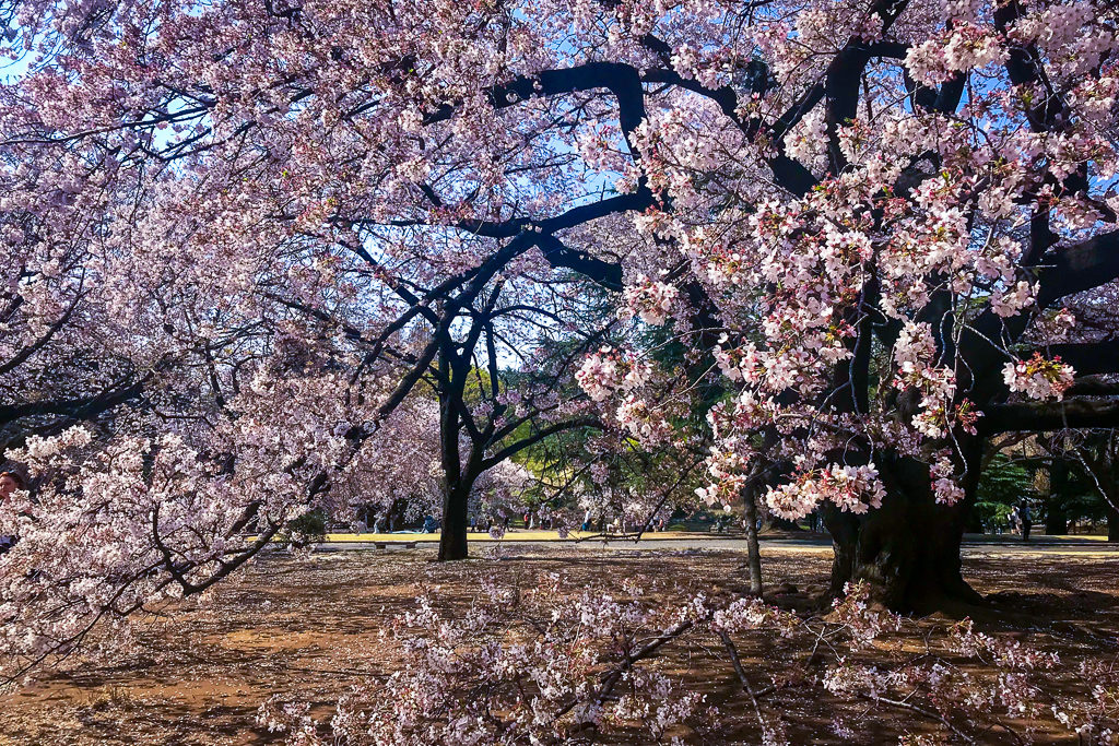 Cherry Blossoms Tokyo