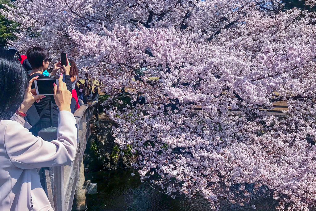 Cherry Blossoms