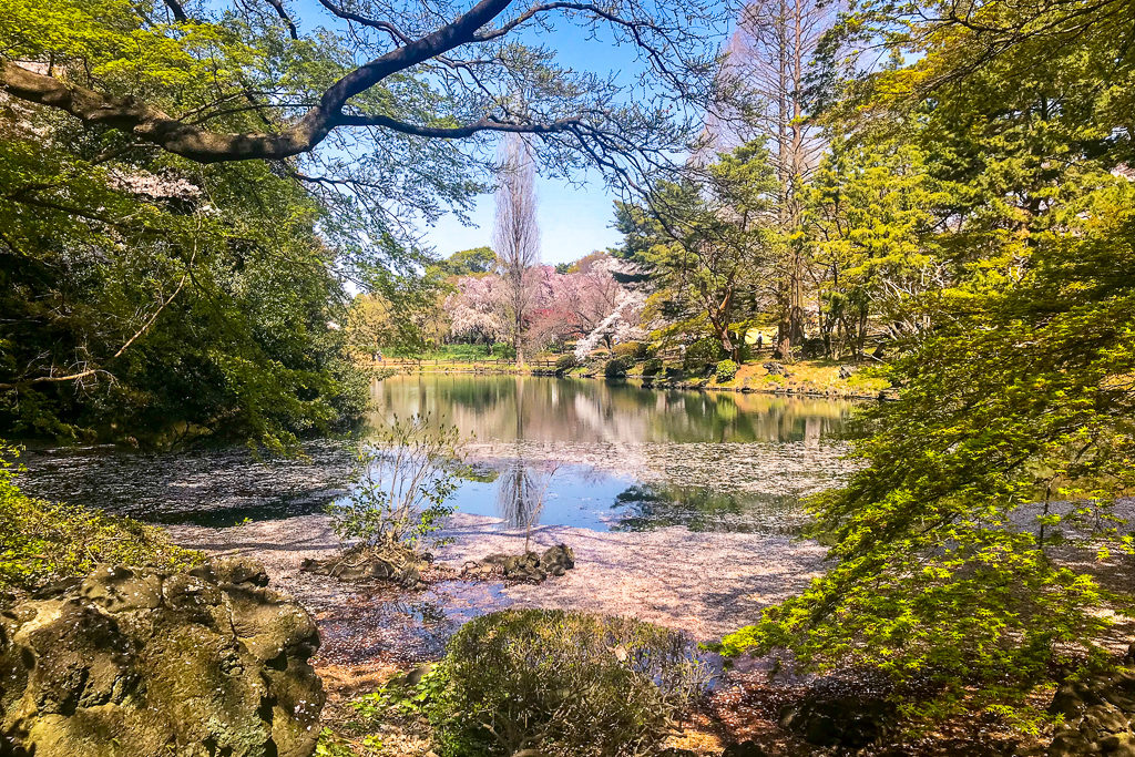 Cherry Blossoms Tokyo