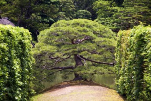 Katsura Villa pine tree