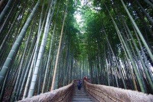 Arashiyama bamboo forest